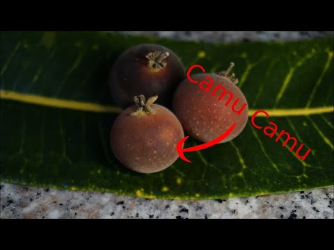 Tasting Camu Camu fruit, big source of iron. Fruit that has more vitamin C than lemon.