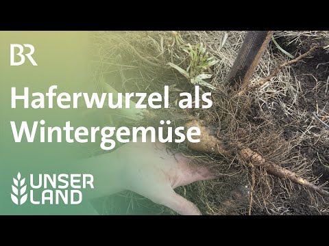 Haferwurzel - ein unbekanntes Wintergemüse | Unser Land | BR