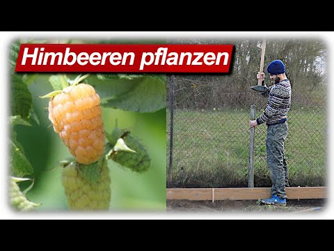 Himbeeren pflanzen, Rankhilfe bauen | Beerensträucher im Garten