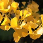 Foto: <a title="pixabay.com" href="https://pixabay.com/en/ginkgo-biloba-autumn-macro-golden-648077/" target="_blank" rel="noopener"> lkbeach / pixabay.com</a> Ginkgo Biloba