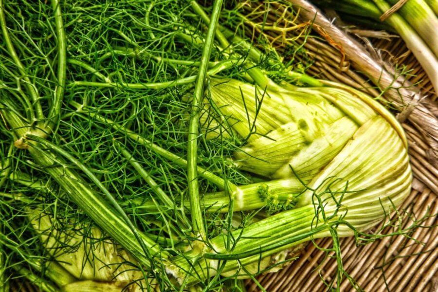 Fenchon Fenchel: ein polarisierendes Gemüse