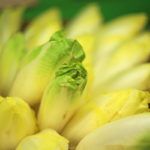 Chicorée-Rezepte, Superfoods Februar