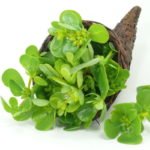 Foto: <a href="https://www.shutterstock.com/de/image-photo/vegetable-portulak-212270944" target="_blank" rel="noopener"> TwilightArtPictures / shutterstock.com</a> Portulak