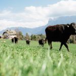 Wagyu Südtirol