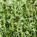 Foto: <a href="https://pixabay.com/photos/thyme-blossom-bloom-culinary-herbs-115379/" target="_blank" rel="nofollow noopener noreferrer"> Hans Braxmeier / pixabay.com</a> Thymian