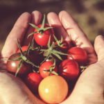 Foto: <a href="https://unsplash.com/photos/vUVa3_oGvXE" target="_blank" rel="noopener">Jametlene Reskp / unsplash.com</a> Tomaten