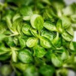 Foto: <a href="https://www.shutterstock.com/de/image-photo/valerianella-locusta-corn-salad-lambs-lettuce-253878100" target="_blank" rel="noopener"> KajzrPhotography / shutterstock.com</a> Feldsalat