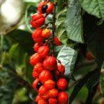 By <a rel="nofollow" class="external text" href="https://www.flickr.com/photos/26022184@N03">A C Moraes</a> from Brasília, Brasil - <a rel="nofollow" class="external text" href="https://www.flickr.com/photos/acmoraes/4234877239/">Original do Brasil</a>, <a href="https://creativecommons.org/licenses/by/2.0" title="Creative Commons Attribution 2.0">CC BY 2.0</a>, <a href="https://commons.wikimedia.org/w/index.php?curid=11081620">Link</a> Guarana