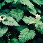 Foto: <a href="https://unsplash.com/photos/rqfnrOp2aeA" target="_blank" rel="nofollow noopener">Paul M / unsplash.com</a> Brennnessel