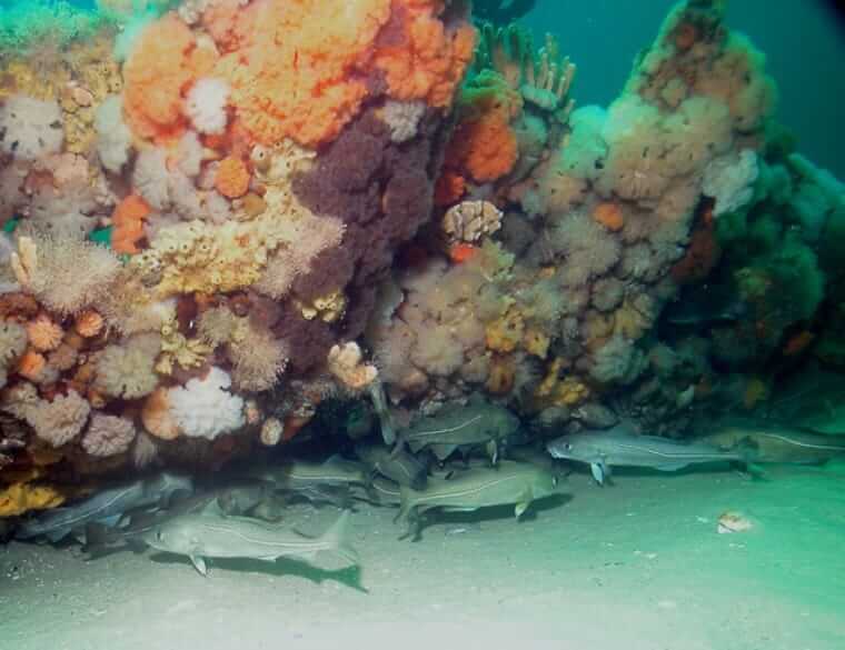 Atlantic cod, Gadus morhua, swim under a shipwreck laden with invertebrates in Stellwagen Bank National Marine Sanctuary