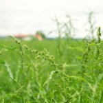 Naturheilmittel