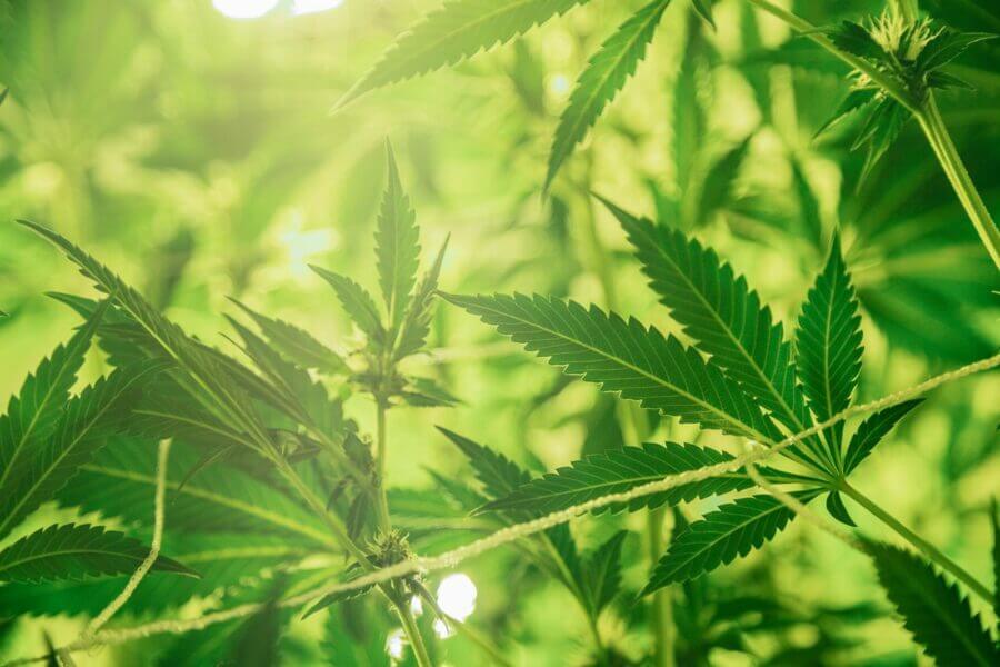 Medizinisch Geistesabwesenheit