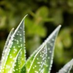 Foto: <a href="https://unsplash.com/photos/4mTpgchAY1M" target="_blank" rel="nofollow noopener noreferrer">Will Svec / unsplash.com</a> Aloe Vera