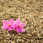 Foto: <a href="https://pixabay.com/de/photos/orhid-blume-kreuzk%C3%BCmmel-nahaufnahme-1024668/" target="_blank" rel="nofollow noopener">Azwar Thaufeeq / pixabay.com</a> Kreuzkümmel, Cumin