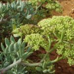 Foto: <a title="User:Xemenendura" href="https://commons.wikimedia.org/wiki/User:Xemenendura" target="_blank" rel="noopener">Xemenendura</a>; - <span class="int-own-work" lang="de">Eigenes Werk</span>, <a title="Creative Commons Attribution-Share Alike 4.0" href="https://creativecommons.org/licenses/by-sa/4.0" target="_blank" rel="noopener">CC BY-SA 4.0</a>, <a href="https://commons.wikimedia.org/w/index.php?curid=5023125" target="_blank" rel="noopener">Link</a> Meerfenchel