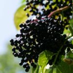 Holunderbeeren