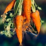 Foto: <a href="https://unsplash.com/photos/y806NLNDVtY" target="_blank" rel="noopener">David Holifield / unsplash.com</a> Asthma-Diät, Möhren