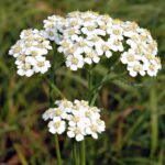 Foto: André Karwath aka <a title="User:Aka" href="https://commons.wikimedia.org/wiki/User:Aka" target="_blank" rel="noopener">Aka</a> - Eigenes Werk, <a title="Creative Commons Attribution-Share Alike 2.5" href="https://creativecommons.org/licenses/by-sa/2.5" target="_blank" rel="noopener">CC BY-SA 2.5</a>, <a href="https://commons.wikimedia.org/w/index.php?curid=16582" target="_blank" rel="noopener">Link</a> Schafgarbe