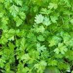 Foto: <a href="https://pixabay.com/photos/chervil-herb-kitchen-cooking-4164701/" target="_blank" rel="noopener">ivabalk / pixabay.com</a> Gartenkerbel