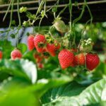 Erdbeerzeit! Erdbeeren