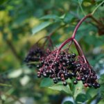 Holunder / Reife schwarze Holunderbeeren hängen an rötlichen Stielen in dichten Dolden an einem Strauch mit grünen Blättern.