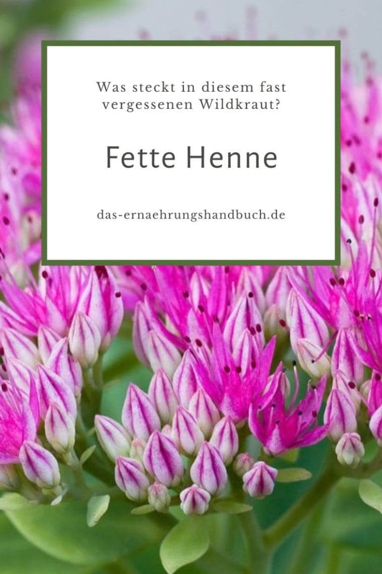 Fette Henne, Fetthenne, Sedum telephium