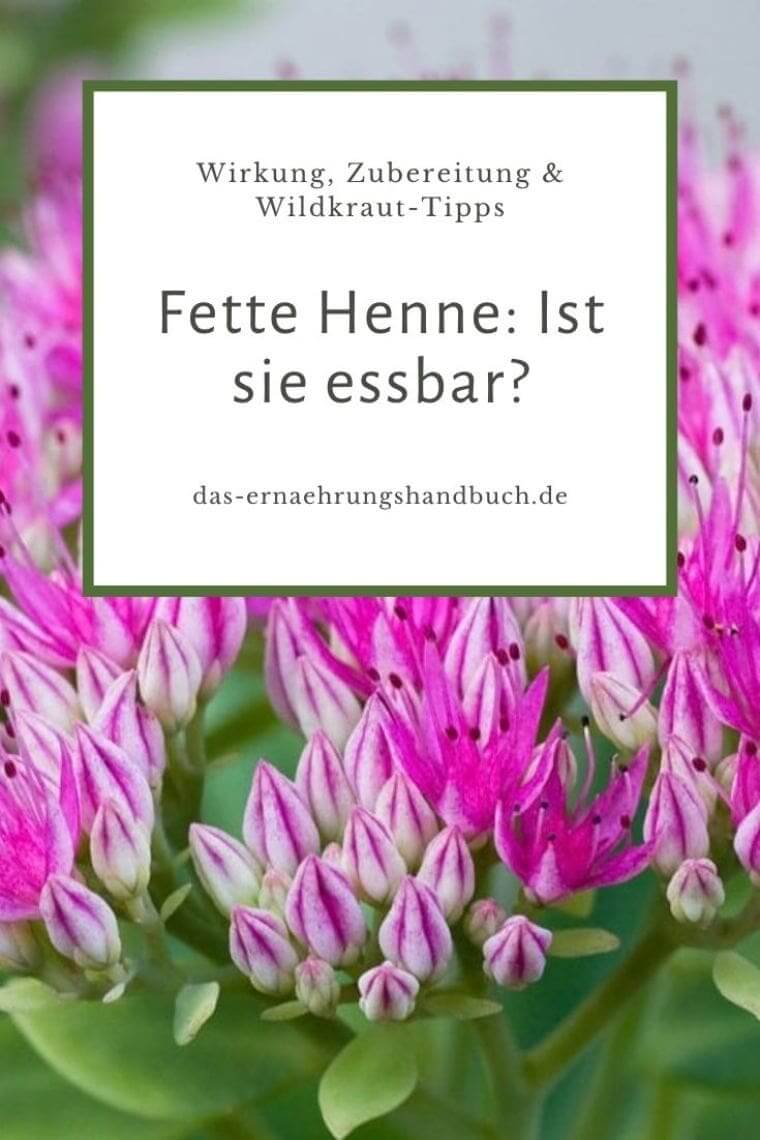 Fette Henne, Fetthenne, Sedum telephium