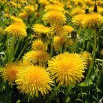 Foto: <a href="https://unsplash.com/de/fotos/i-uBAOo_BBA" target="_blank" rel="noopener">Viridi Green / unsplash.com</a> Löwenzahn