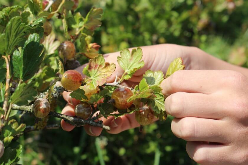 Stachelbeeren kleine Früchte mit großem Geschmack