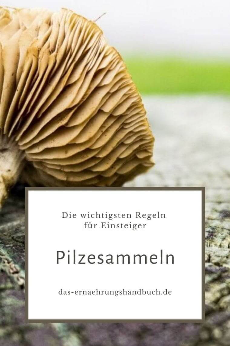 Pilzesammeln
