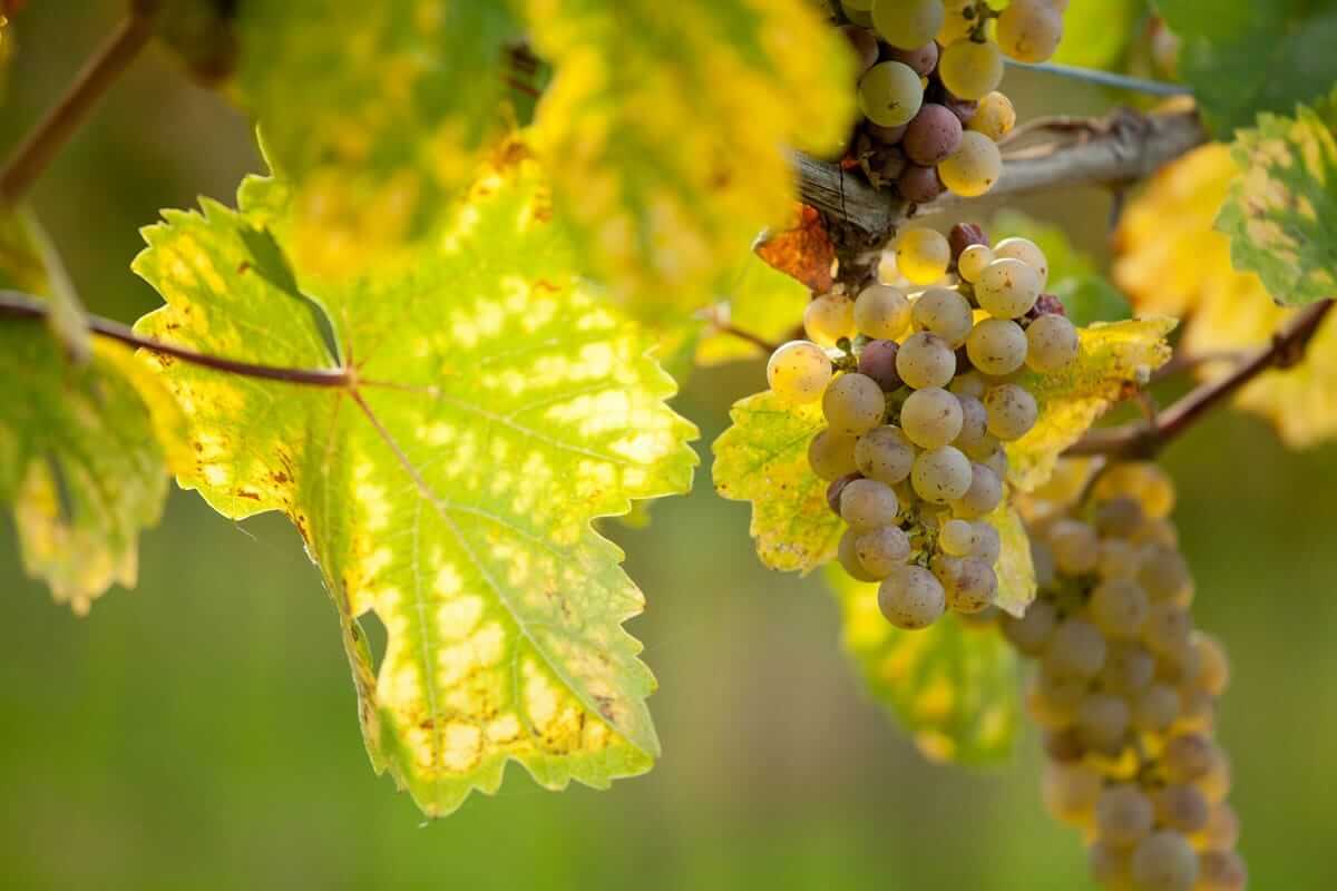 Weinherbst / Reife helle Trauben im herbstlichen Weinberg, umgeben von goldgelben Blättern – Symbolbild für Weinherbst und Genuss in Deutschland.