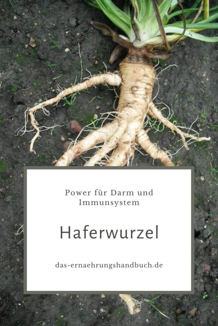 Haferwurzel – das vergessene Wurzelgemüse mit Power für Darm und Immunsystem Haferwurzel