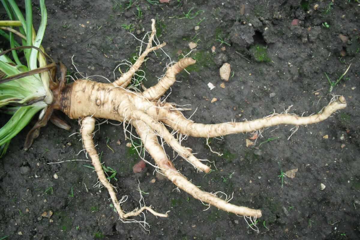 Haferwurzel – das vergessene Wurzelgemüse mit Power für Darm und Immunsystem Haferwurzel (Frisch geerntete Haferwurzel mit langen, verzweigten Wurzeln und grünen Blättern auf dunkler Erde.)