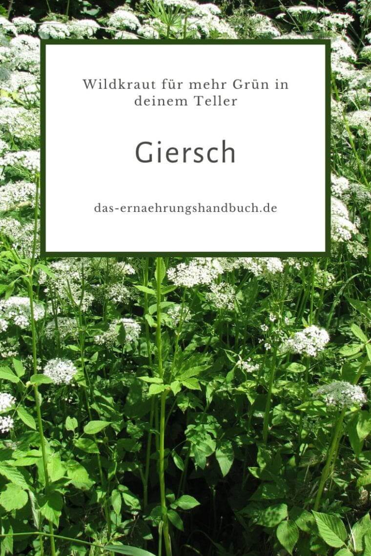 Giersch: Das unterschätzte Wildkraut für mehr Grün in deinem Teller Giersch