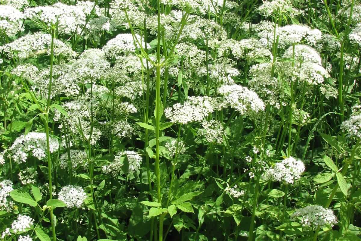 Giersch: Das unterschätzte Wildkraut für mehr Grün in deinem Teller Blühender Giersch mit weißen Doldenblüten und gezackten grünen Blättern