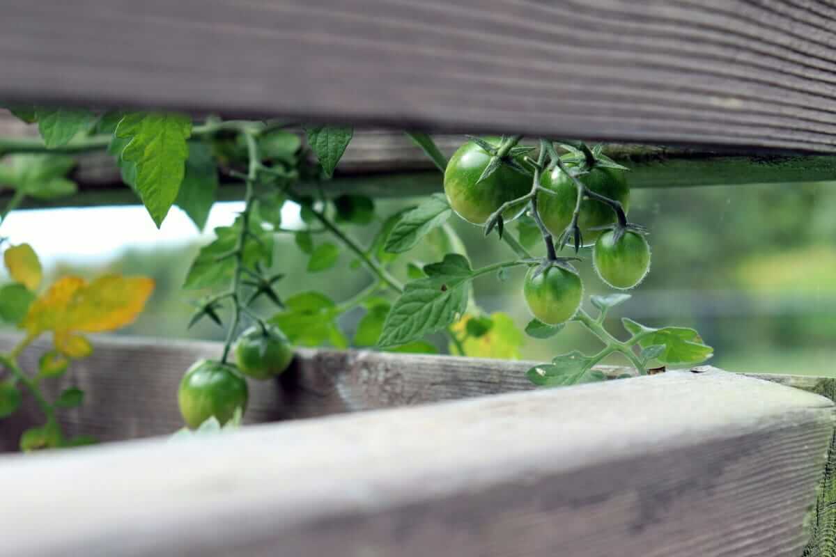 Homegrow / Grüne Cocktailtomaten wachsen durch Holzlatten – Tomatenpflanze auf dem Balkon