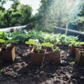Jungpflanzen in Torftöpfen im Hochbeet, sonnige Gartenszene beim Homegrow