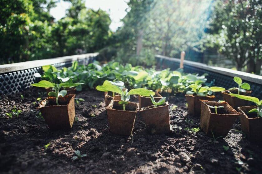 Jungpflanzen in Torftöpfen im Hochbeet, sonnige Gartenszene beim Homegrow