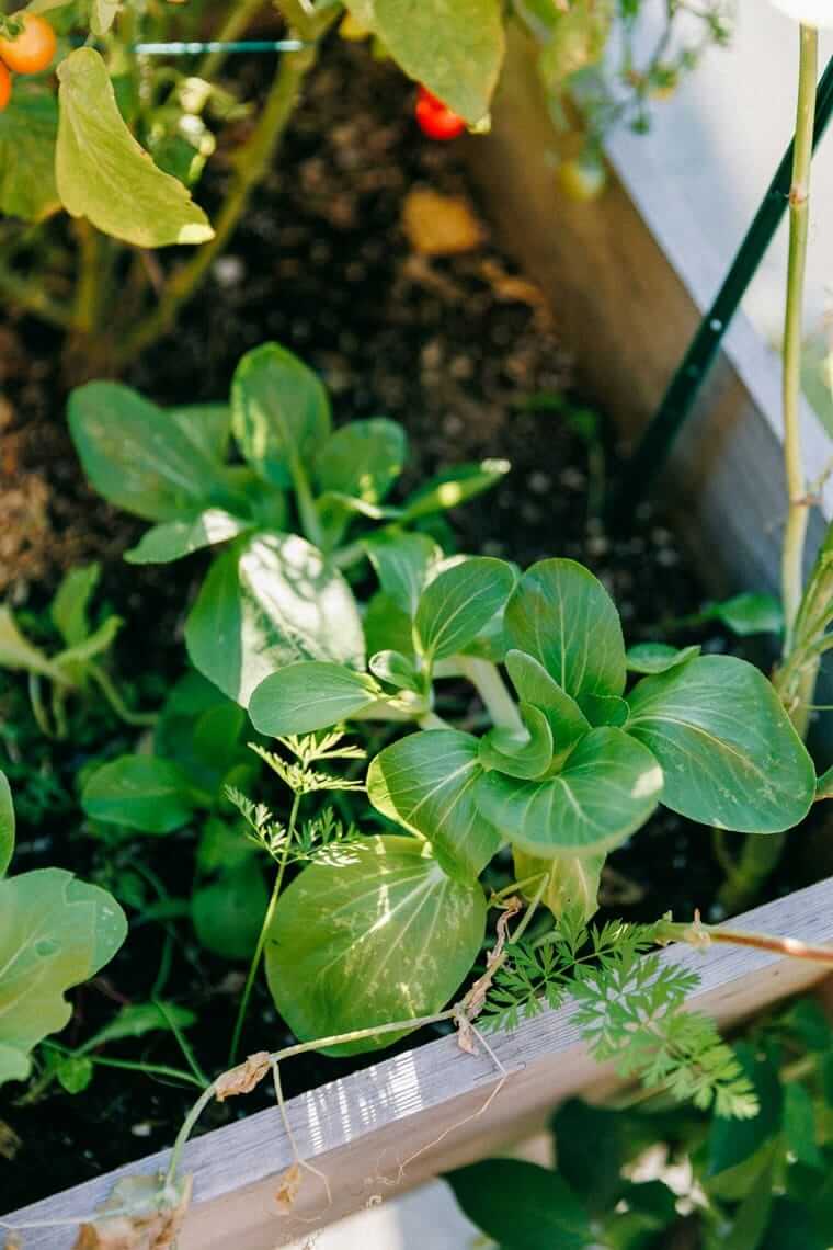 Homegrow / Pak Choi und Karottengrün in einem Holzhochbeet – Gemüse selbst anbauen auf kleinem Raum
