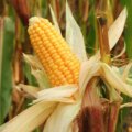 Frischer Maiskolben am Feld während der Erntezeit