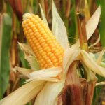 Frischer Maiskolben am Feld während der Erntezeit