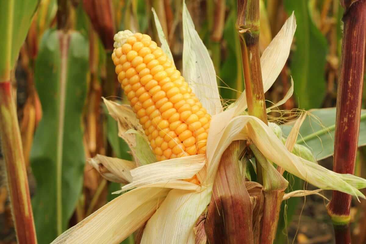 Ist Mais wirklich ungesund? Nährwerte und Fakten Frischer Maiskolben am Feld während der Erntezeit