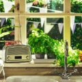Frische Kräuter im Topf auf Küchenfensterbank mit Sommerlicht – richtig aufbewahren für längere Haltbarkeit