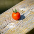 Einzelne Kirschtomate auf verwittertem Holzbalken in der Sommersonne – Tomaten richtig lagern bei Hitze