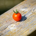 Einzelne Kirschtomate auf verwittertem Holzbalken in der Sommersonne – Tomaten richtig lagern bei Hitze