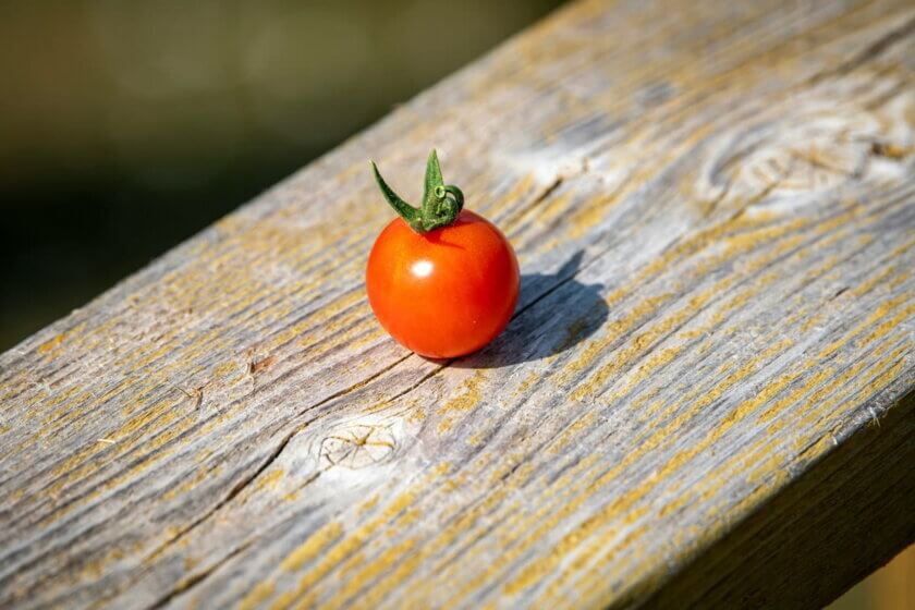 Einzelne Kirschtomate auf verwittertem Holzbalken in der Sommersonne – Tomaten richtig lagern bei Hitze