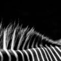 Nahaufnahme von Zebra-Mähne und Streifenmuster in Schwarz-Weiß – Namensgeber für den Zebra-Striping-Trend