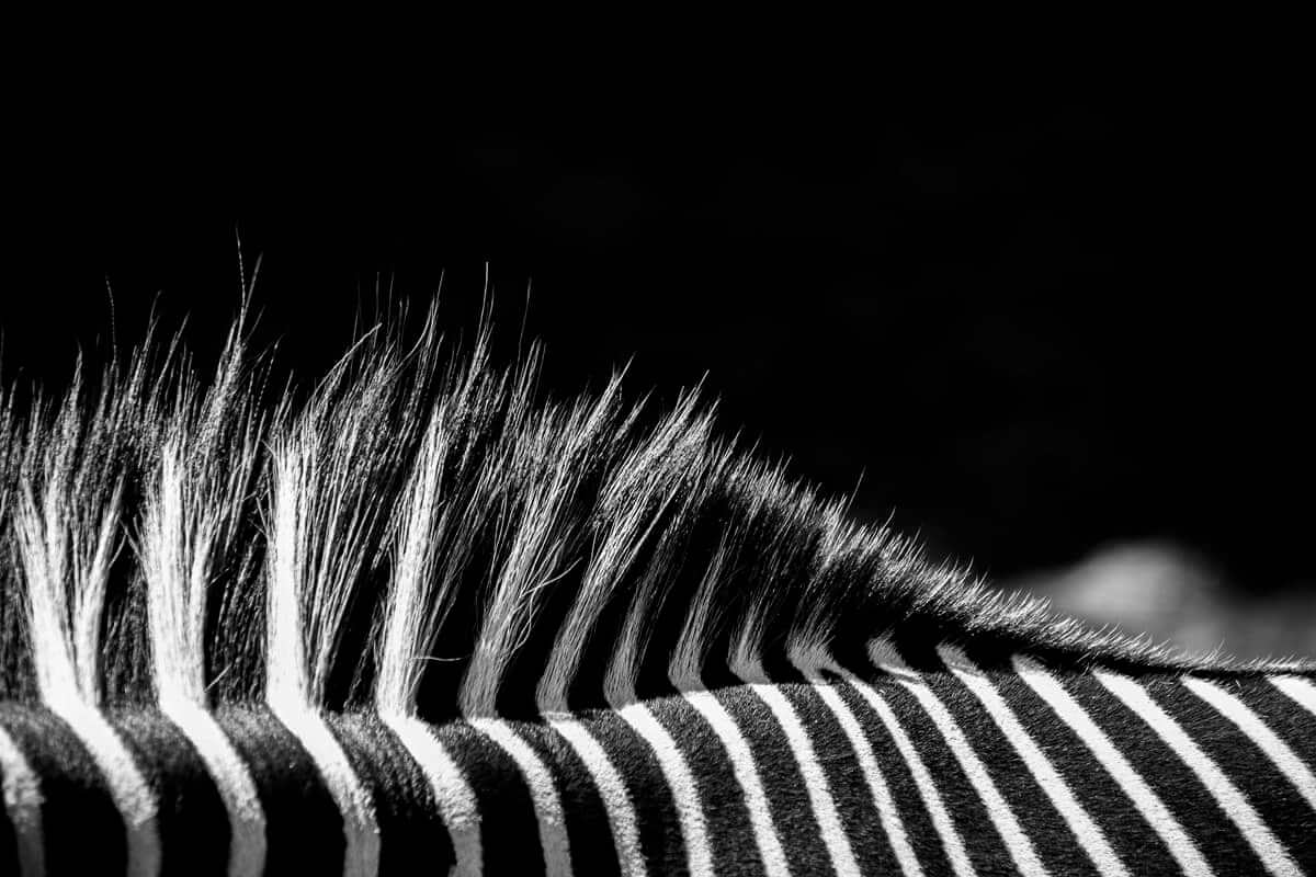 Nahaufnahme von Zebra-Mähne und Streifenmuster in Schwarz-Weiß – Namensgeber für den Zebra-Striping-Trend