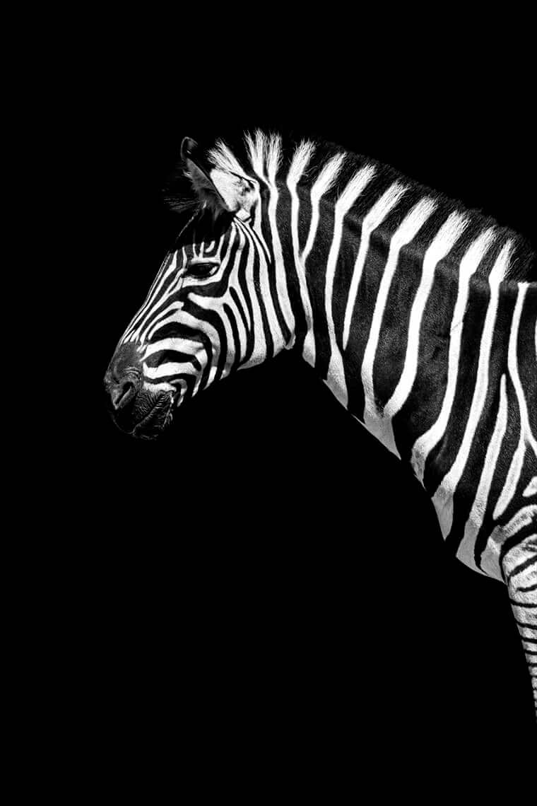 Zebra Striping / Zebra im Profil vor schwarzem Hintergrund – Streifenmuster als Sinnbild für den bewussten Getränke-Wechsel