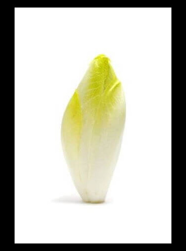 Foto: <a href="https://www.shutterstock.com/de/pic-151674248/stock-photo-head-of-belgian-endive-on-a-white-background.html" target="_blank" rel="nofollow noopener">nito / shutterstock.com</a> Weißer Chicoree